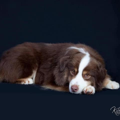 Alta Merlot The Star Surfer (Merlot), foto 3