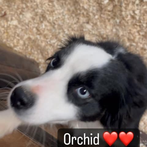 Alta Orchid, foto 4
