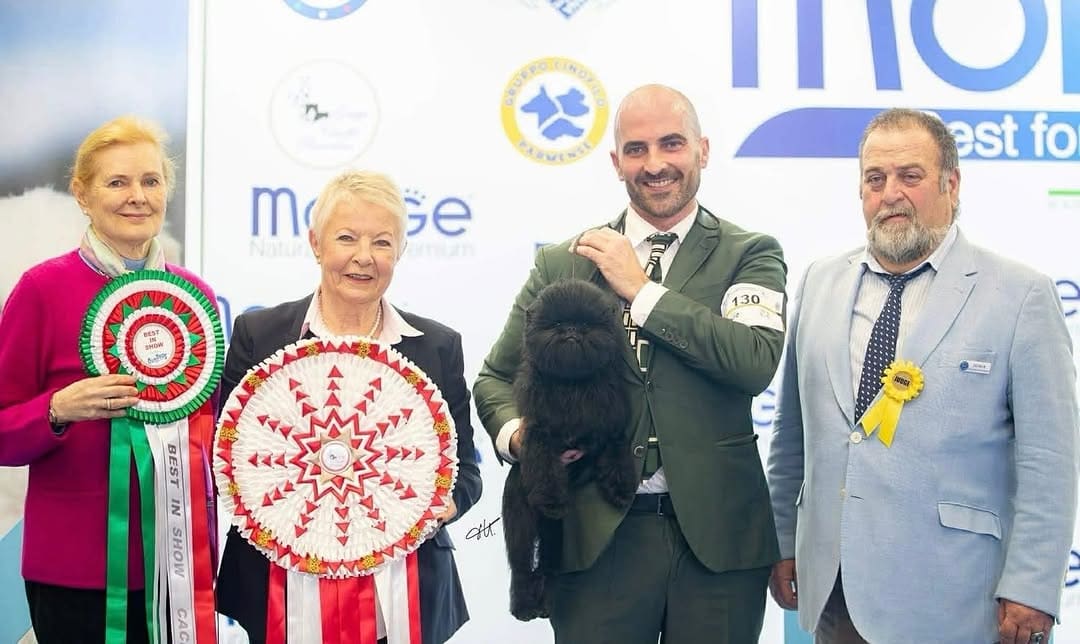 Bayclan Macho Miguel V Tani Kazari (Miguelito), foto 1
