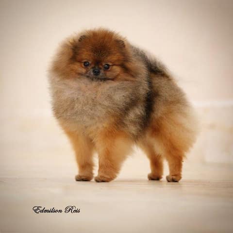Dogtop Korea Orange Line Norman, foto 3