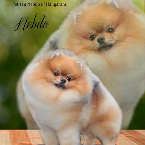 Nebdo, foto 5