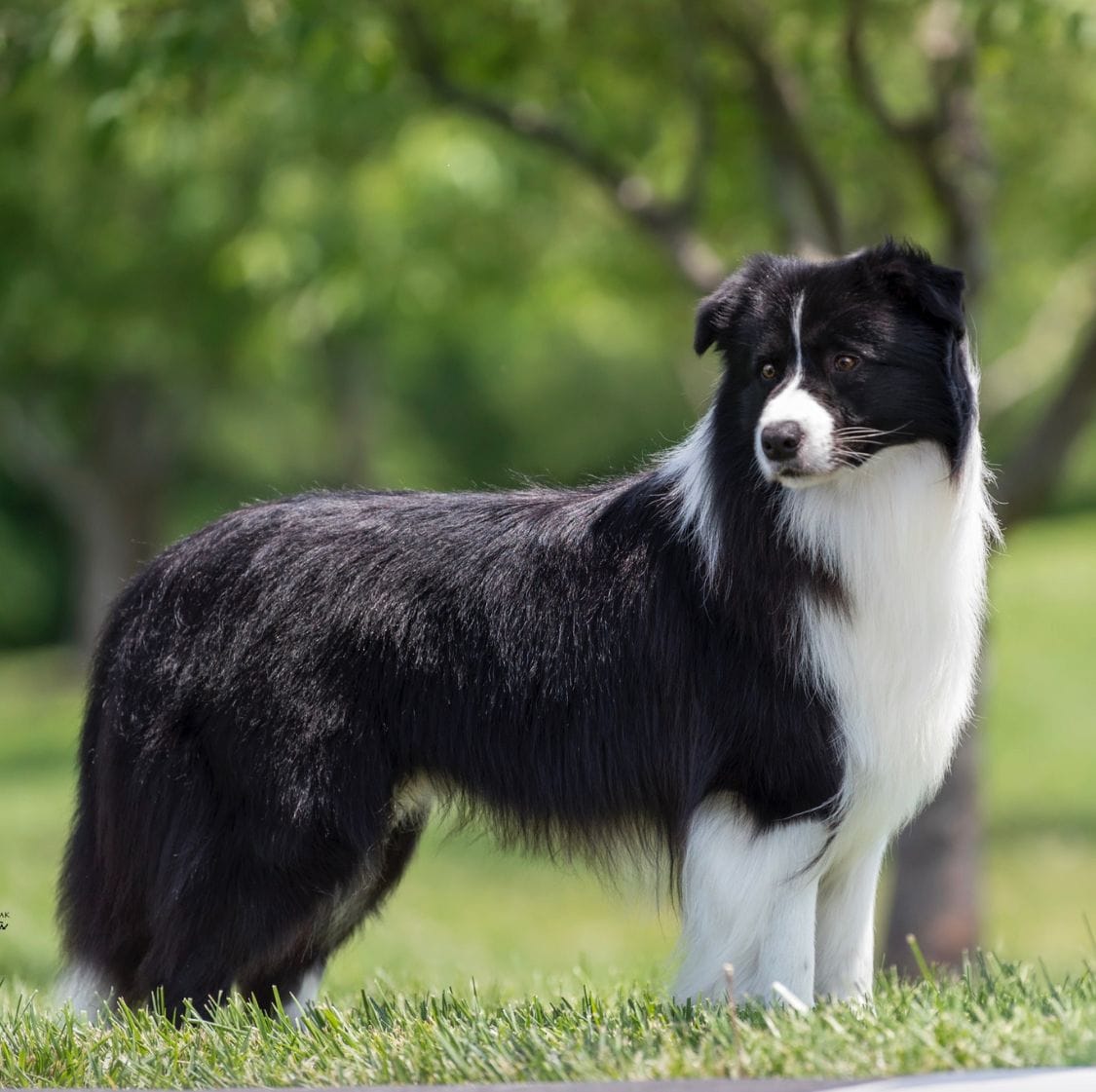 Border Collie do Kennel Drosa Field