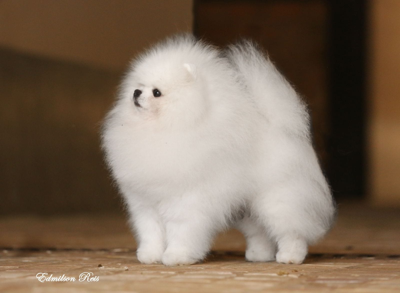 Pomeranian do Kennel Drosa Field