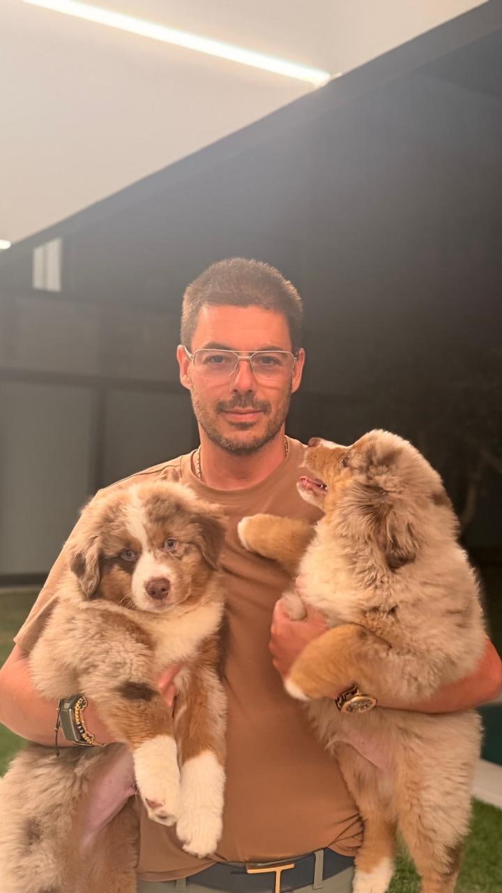 Roberto Pedrosa com dois Mini American Shepherd